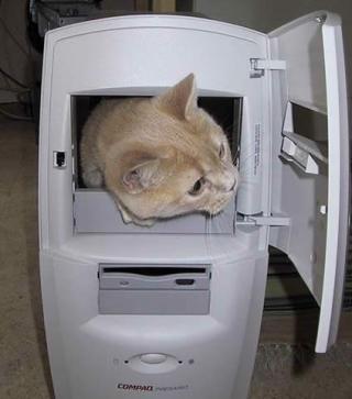 Computer Cat