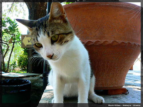 Monk Kitten