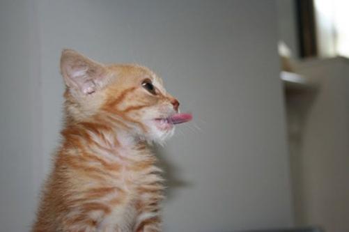 Tongue Cat