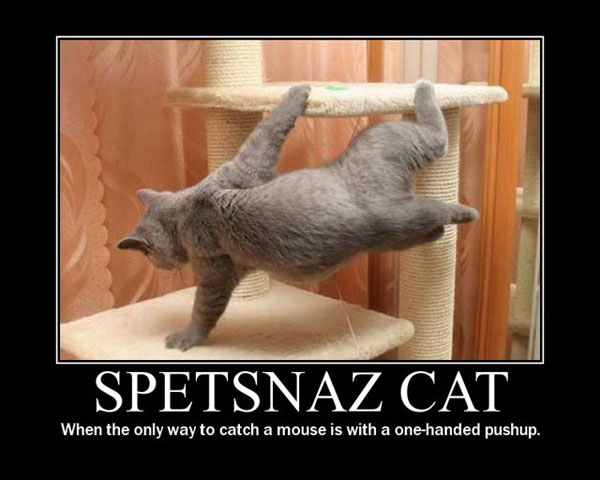 Spetsnaz cat