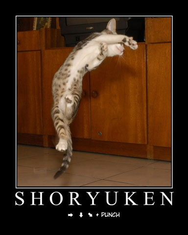 Karate Cat