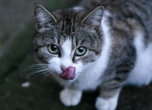 tongue cat